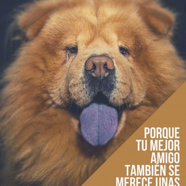 póster para contratar fotografía de mascotas en la que se puede ver un perro chow chow con la lengua azul fuera y un texto que pone: Porque tu mejor amigo también se merece unas buenas fotos.
