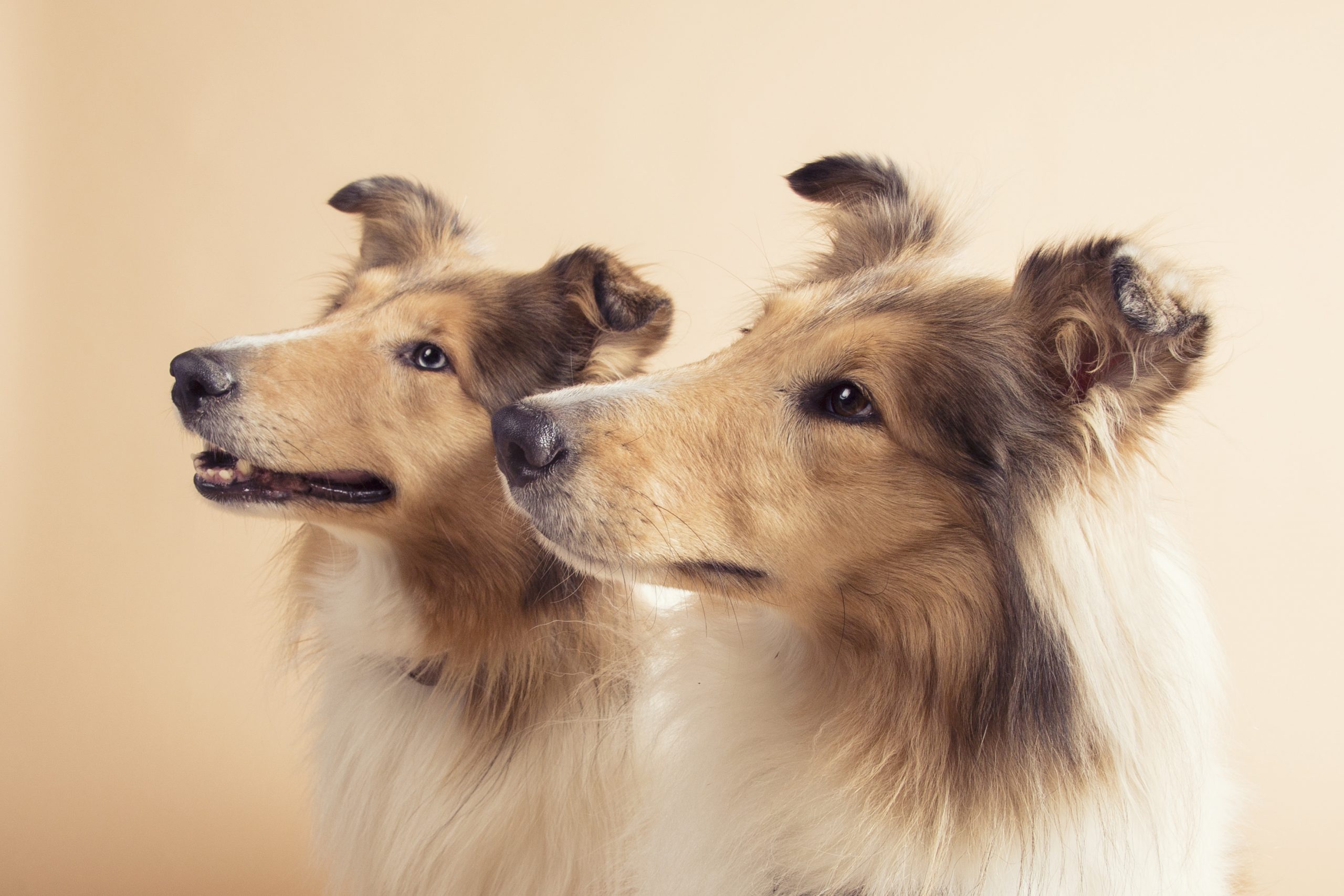 Fotografía de dos perros raza collie mirando hacia la izquierda